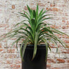 Yucca ‘Blue Boy’ in a black pot, featuring spiky green leaves, placed before a light brick wall; ideal for low-maintenance gardens.