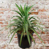 Yucca ‘Blue Boy’ in a black plastic pot, with long green spiky leaves, set against a rustic brick wall. Low-maintenance ornamental plant.