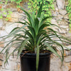 Yucca ‘Blue Boy’ with spiky green leaves in a black pot sits before a vine-covered stone wall, perfect for low-maintenance gardens.