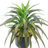 Yucca ‘Blue Boy’ in a black pot with blue-green slender leaves and light pebbles, set against a white background. Low-maintenance plant.