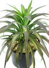 Yucca ‘Blue Boy’ in a black plastic pot with pebbles, featuring green leaves edged in red, set against a white background.