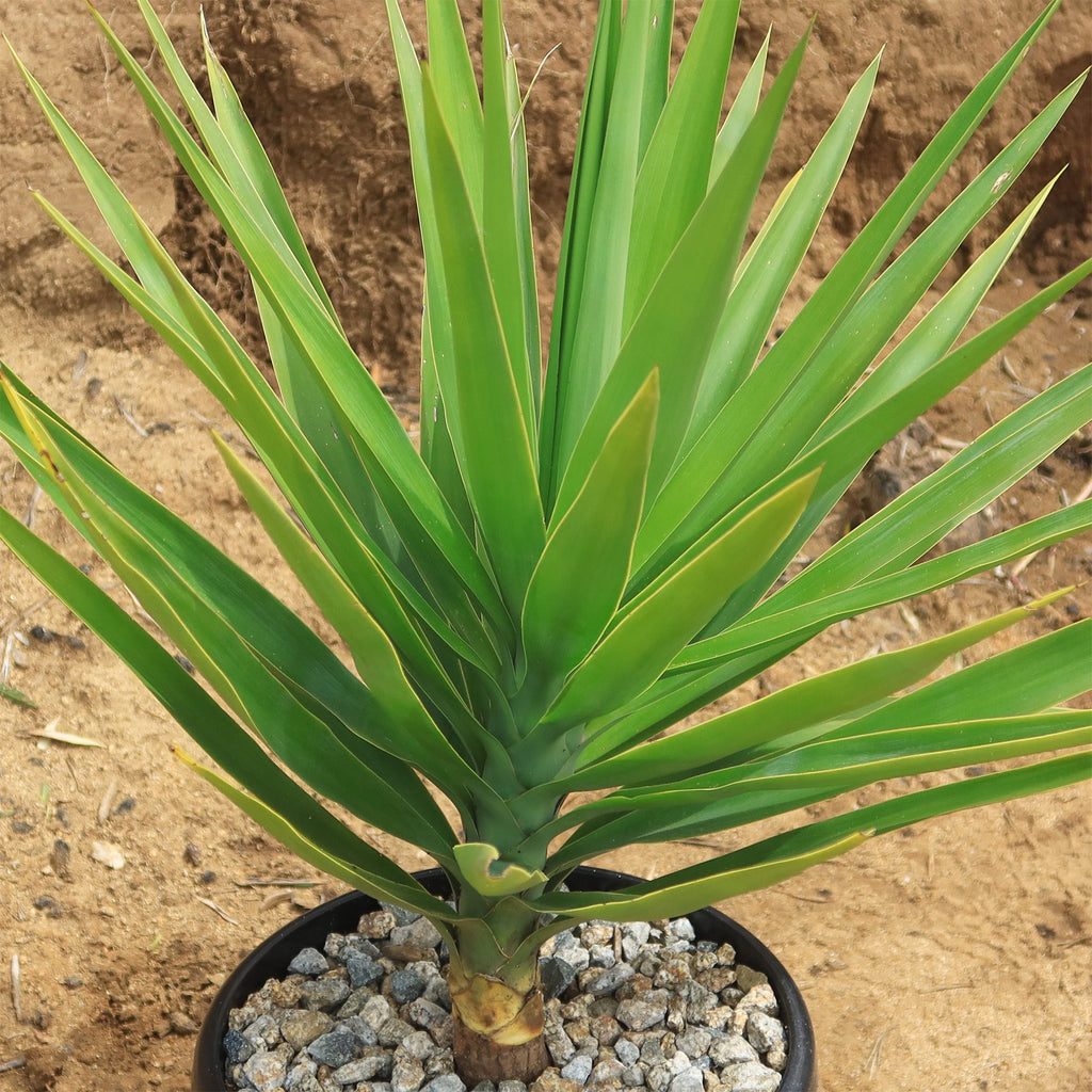 Spineless Yucca - Yucca elephantipes