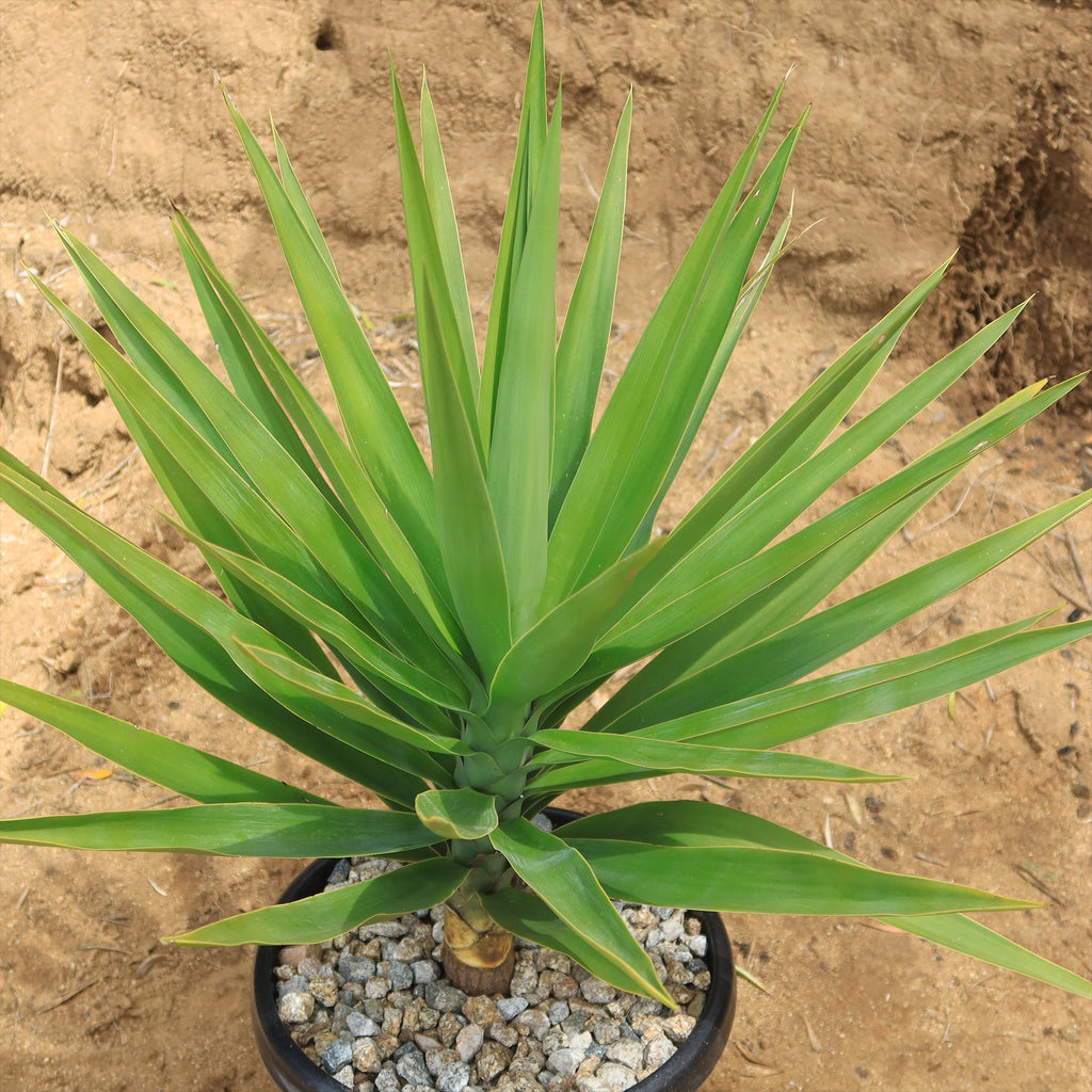 Spineless Yucca - Yucca elephantipes