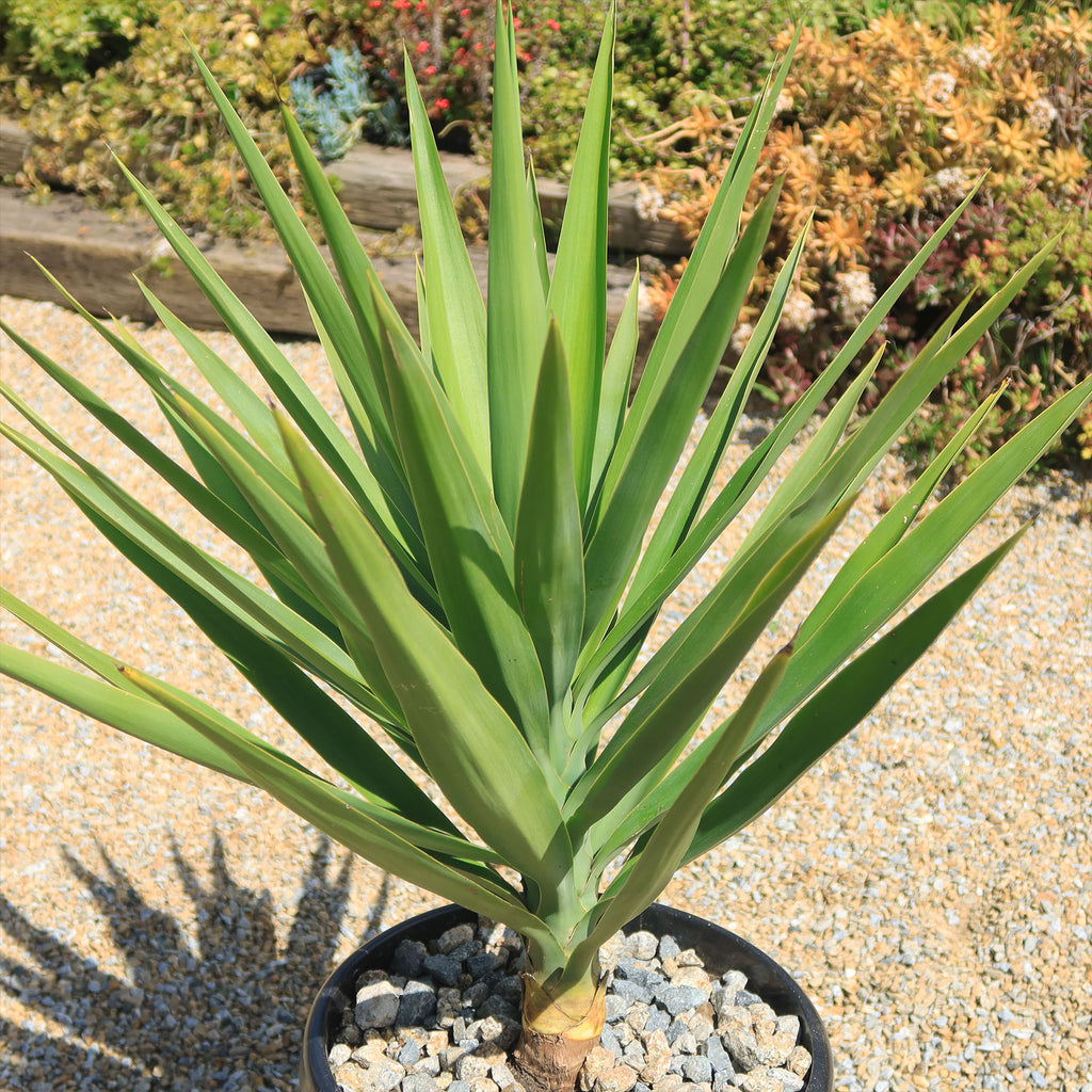Spineless Yucca - Yucca elephantipes