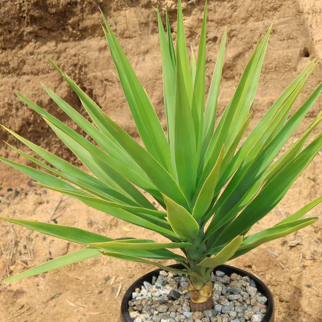 Spineless Yucca - Yucca elephantipes