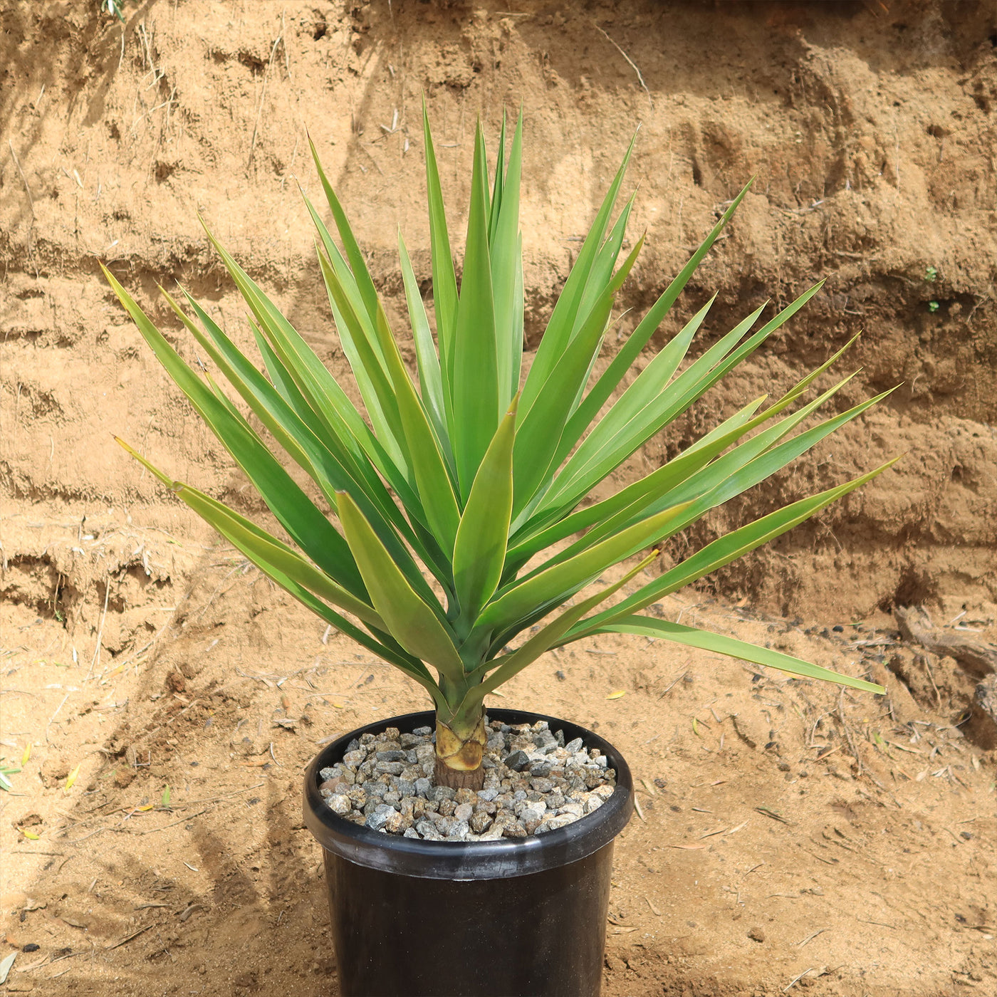 can yuccas grow in pots Shop 'Spineless Yucca elephantipes' Care and Growing Guide