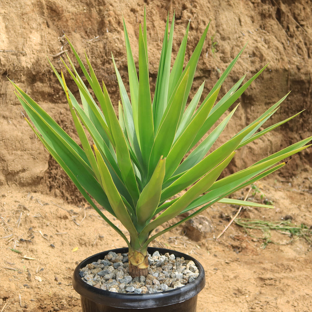Spineless Yucca - Yucca elephantipes