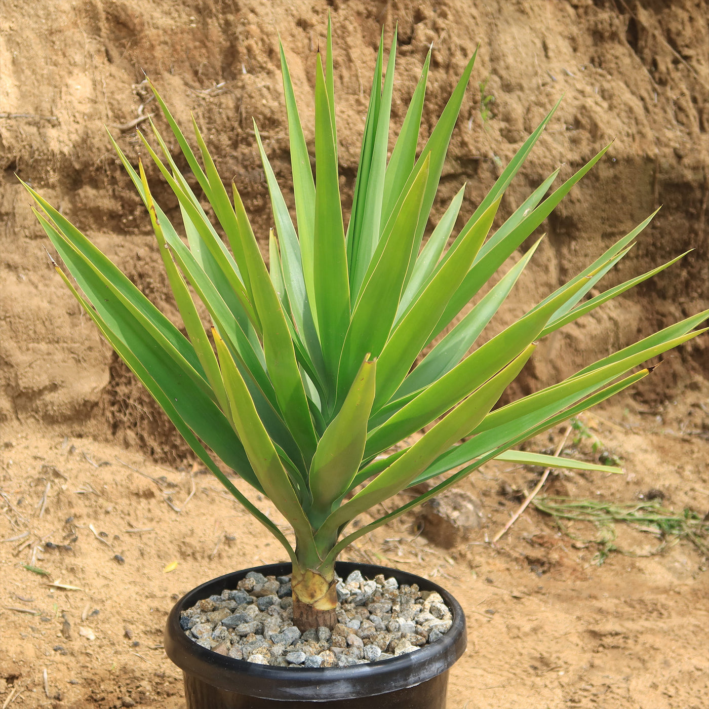 indoor yucca plant varieties Shop 'Spineless Yucca elephantipes' Care and Growing Guide
