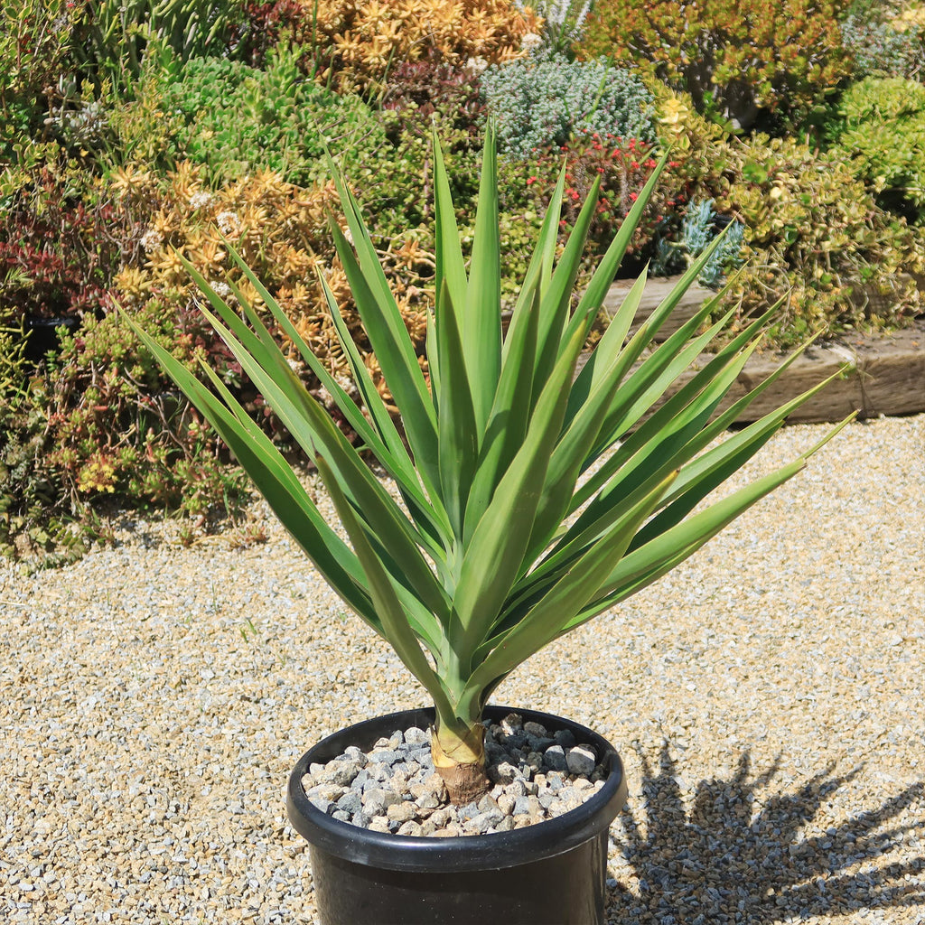Spineless Yucca - Yucca elephantipes