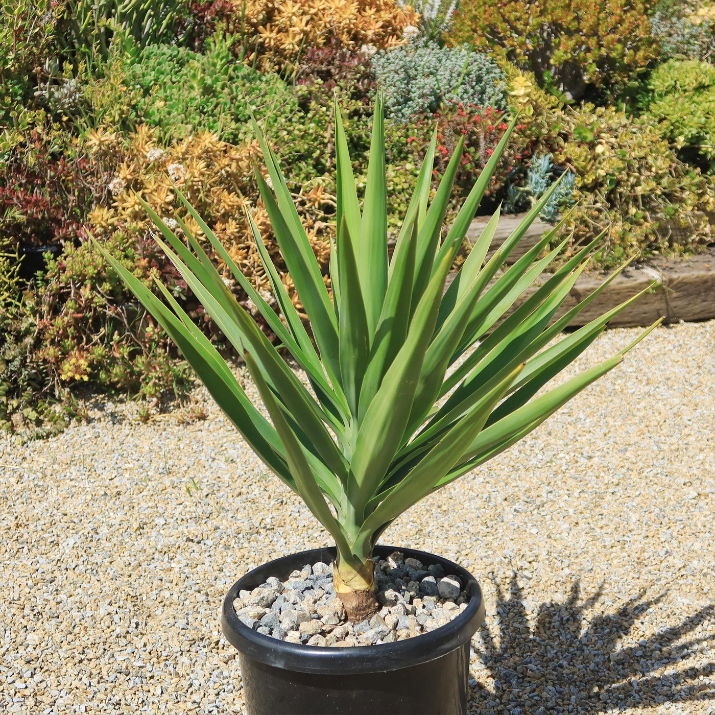 Yucca Cross Shop ‘Spineless Yucca elephantipes’ Care and Growing Guide | Planet Desert