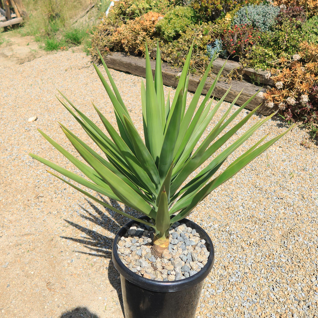 Spineless Yucca - Yucca elephantipes