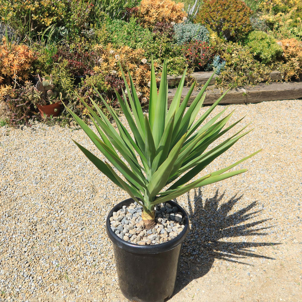 Yucca Cross Shop ‘Spineless Yucca elephantipes’ Care and Growing Guide | Planet Desert