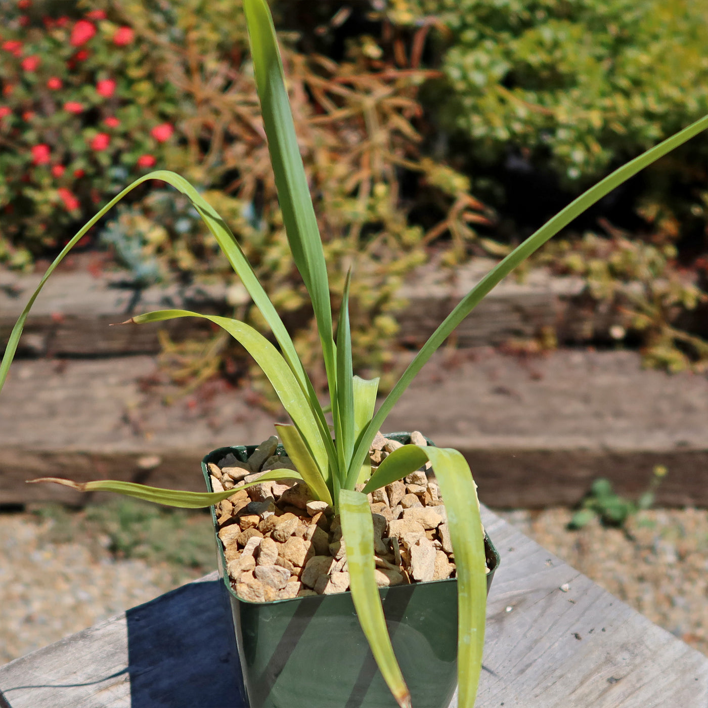 Yellow Yucca “Mellow Yellow”