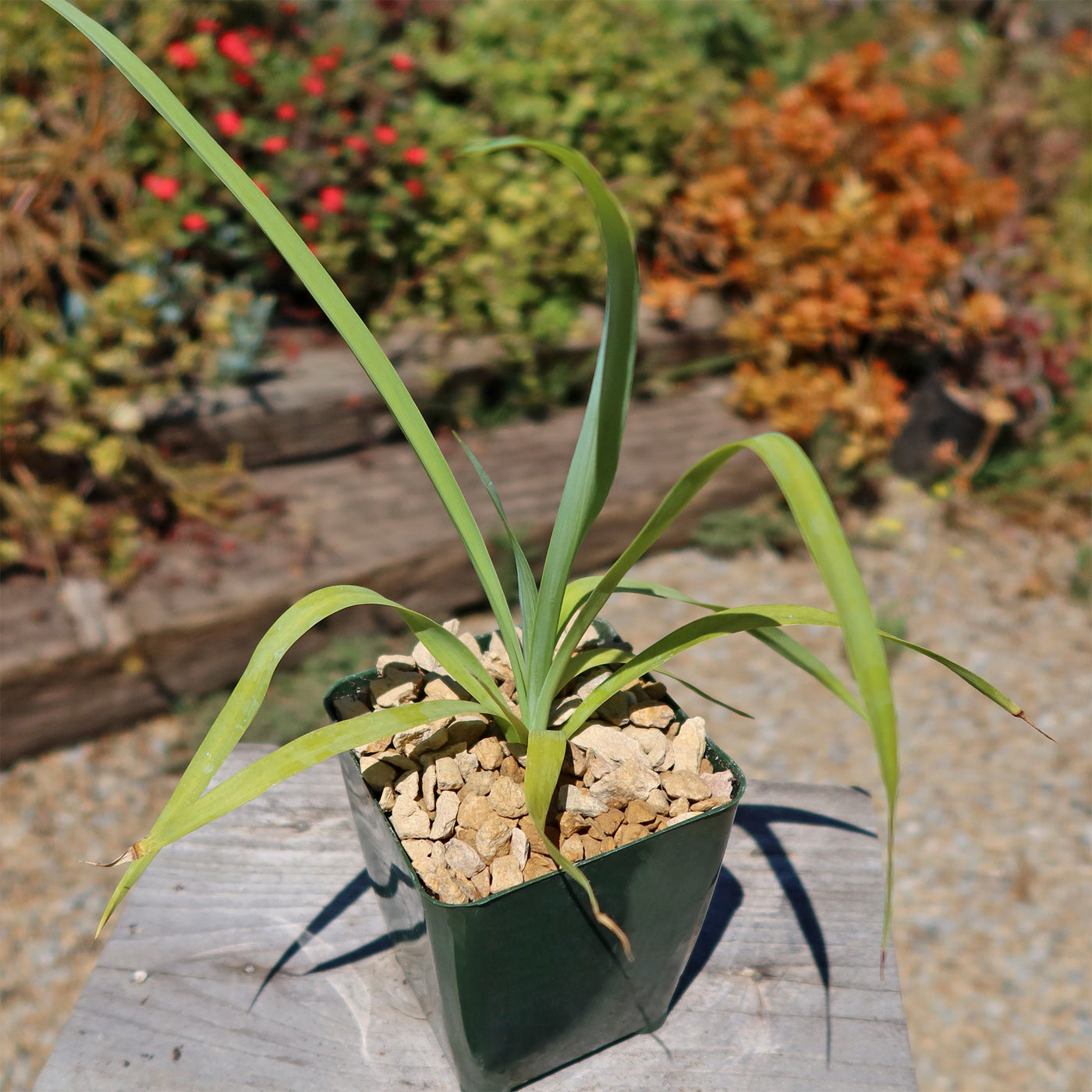 Yellow Yucca “Mellow Yellow”