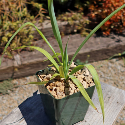 Yellow Yucca “Mellow Yellow”