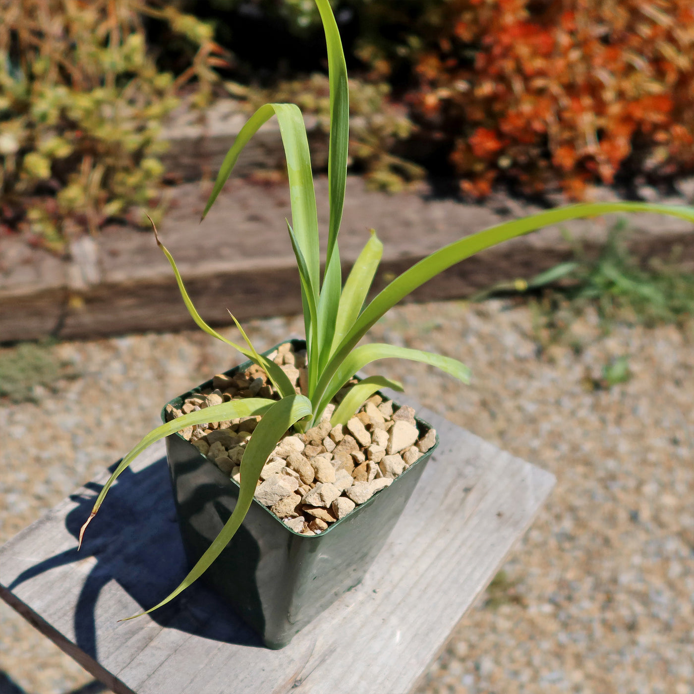 Yellow Yucca “Mellow Yellow”