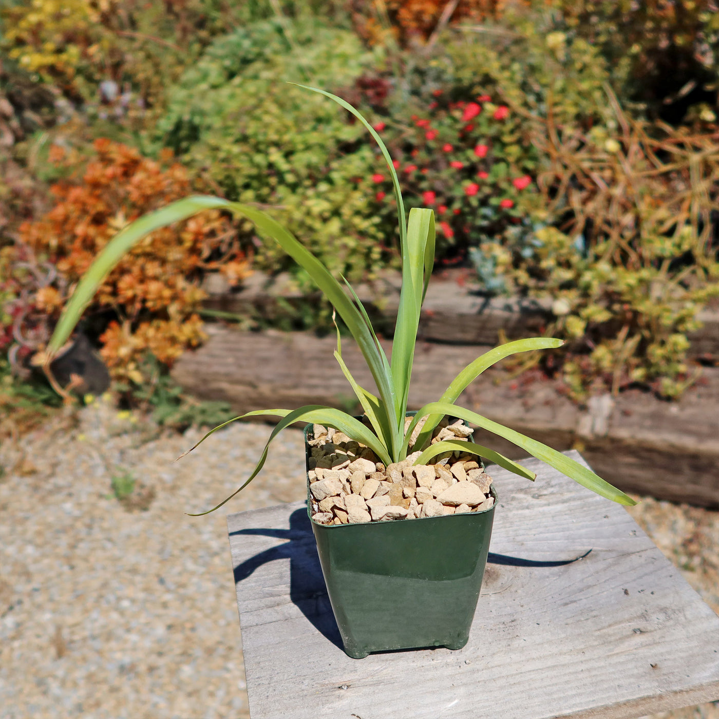 Yellow Yucca “Mellow Yellow”