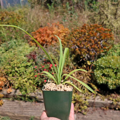 Yellow Yucca “Mellow Yellow”