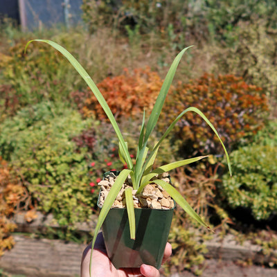 Yellow Yucca “Mellow Yellow”