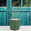Pale Leaf Yucca Plant ‘Yucca pallida’