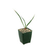Pale Leaf Yucca Plant ‘Yucca pallida’