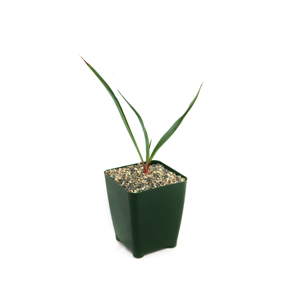 patrol_placeholder_a6ead9acc5af34cb22c78a05ed144ef7