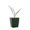Pale Leaf Yucca Plant ‘Yucca pallida’