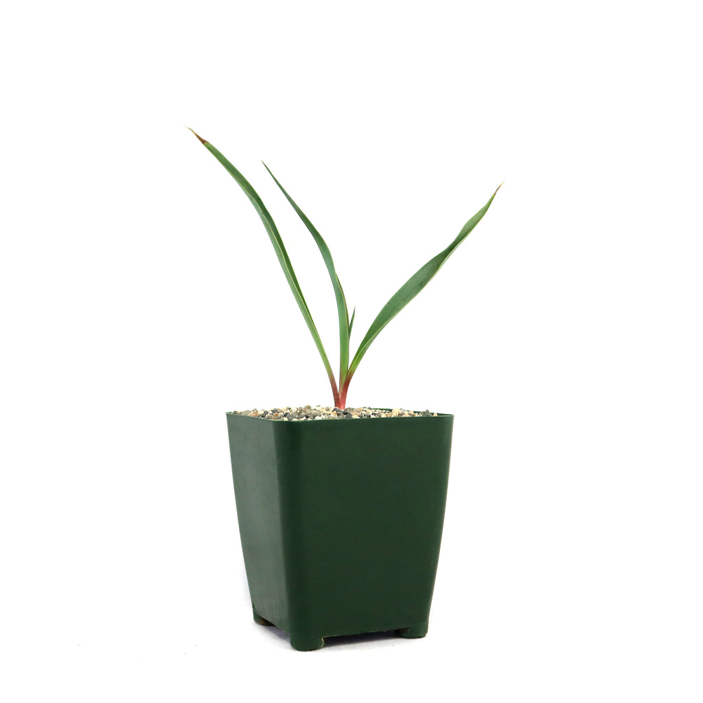 patrol_placeholder_a6ead9acc5af34cb22c78a05ed144ef7