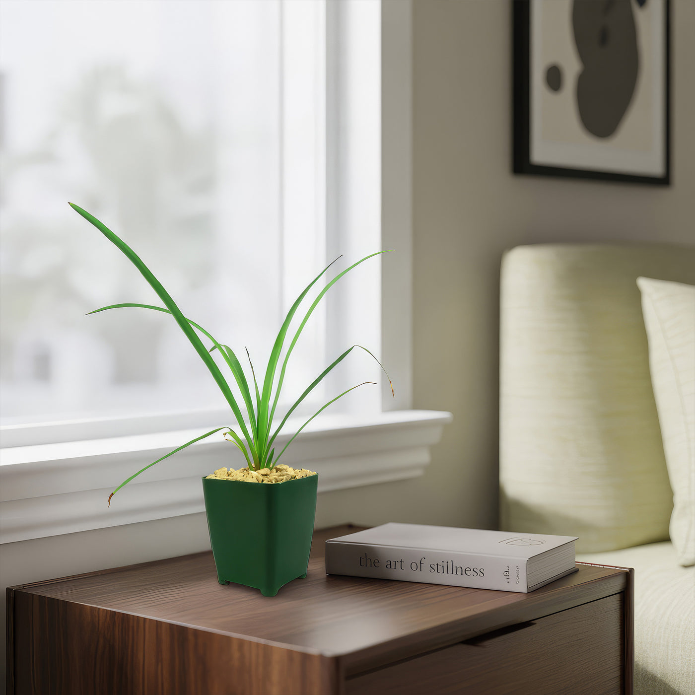 Soft Leaf Yucca - Yucca pendula