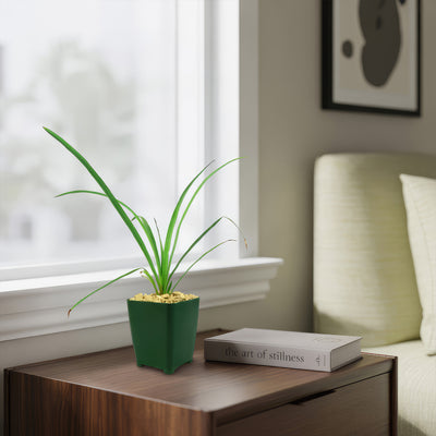 Soft Leaf Yucca - Yucca pendula