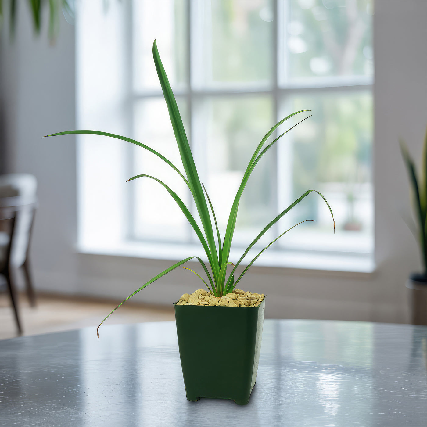 Soft Leaf Yucca - Yucca pendula