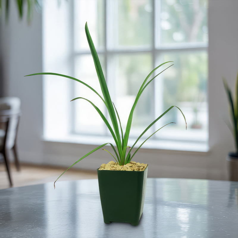 Shop 'Soft Leaf Yucca – Yucca pendula' Care & Info | Planet Desert