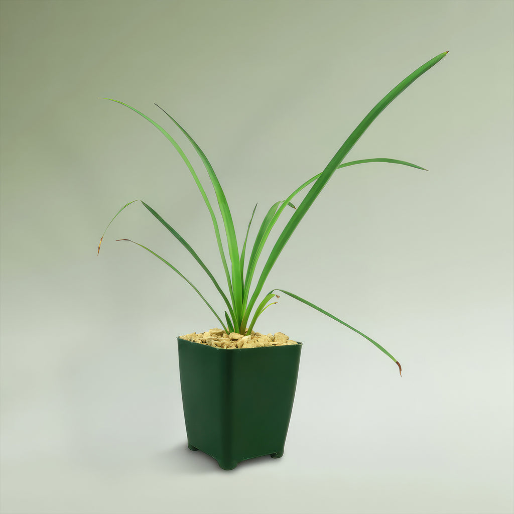 Soft Leaf Yucca - Yucca pendula