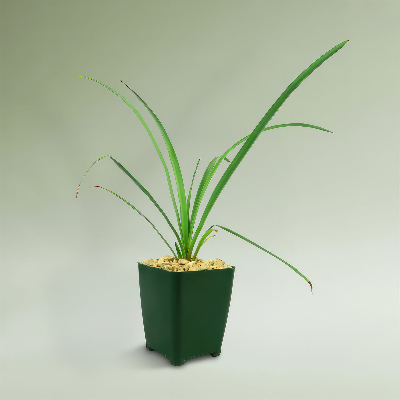 Soft Leaf Yucca - Yucca pendula