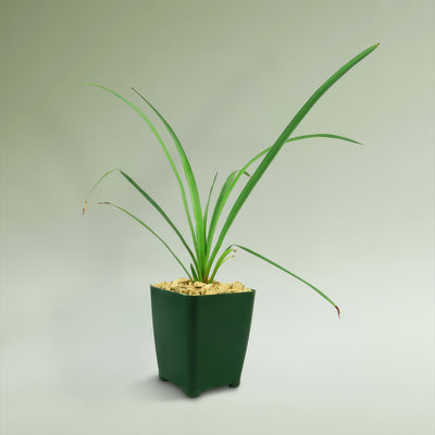 Soft Leaf Yucca - Yucca pendula