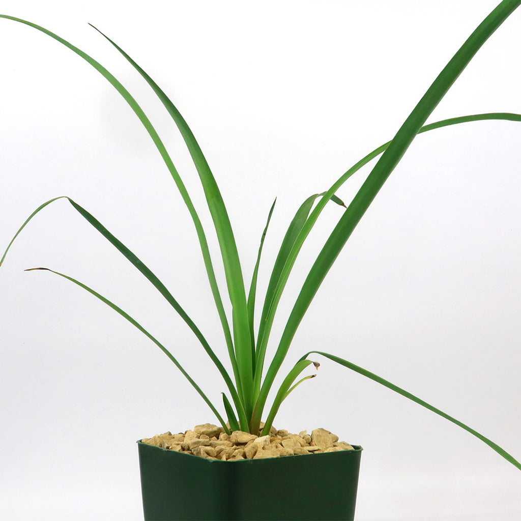 Soft Leaf Yucca - Yucca pendula