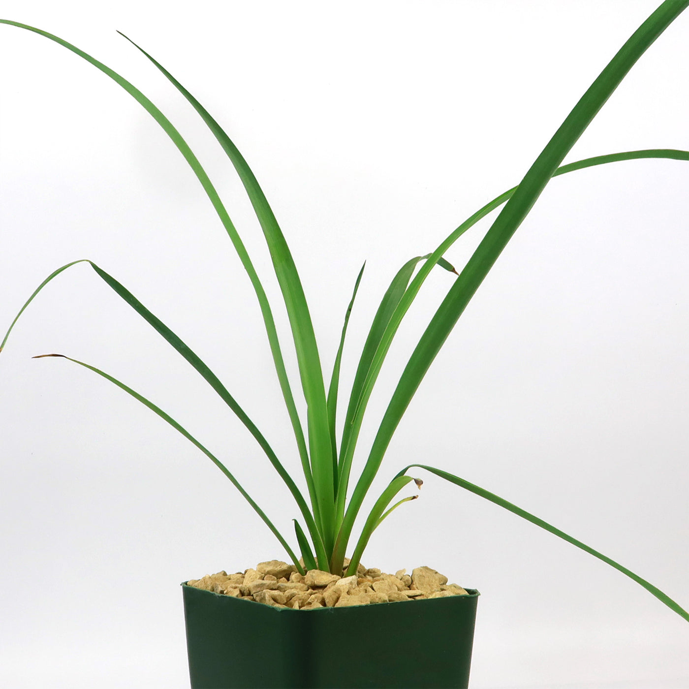 Soft Leaf Yucca - Yucca pendula