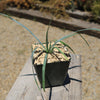 Blue Yucca – Yucca rigida