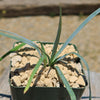 Blue Yucca – Yucca rigida