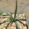 Blue Yucca – Yucca rigida