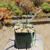 Blue Yucca – Yucca rigida