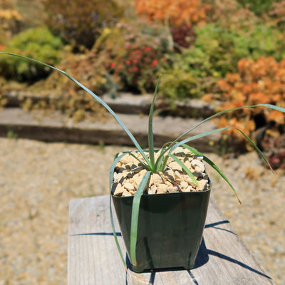 Blue Yucca – Yucca rigida