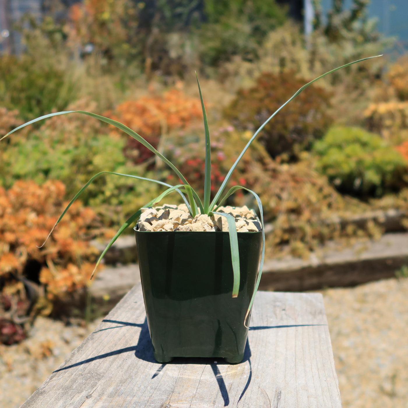 Blue Yucca – Yucca rigida