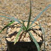 Blue Yucca – Yucca rigida