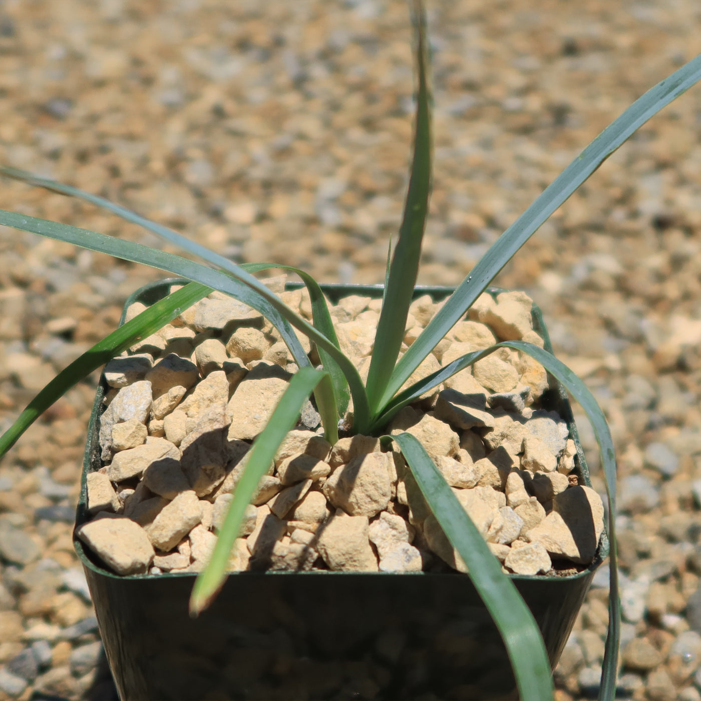 Blue Yucca – Yucca rigida