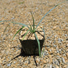 Blue Yucca – Yucca rigida