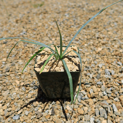 Blue Yucca – Yucca rigida