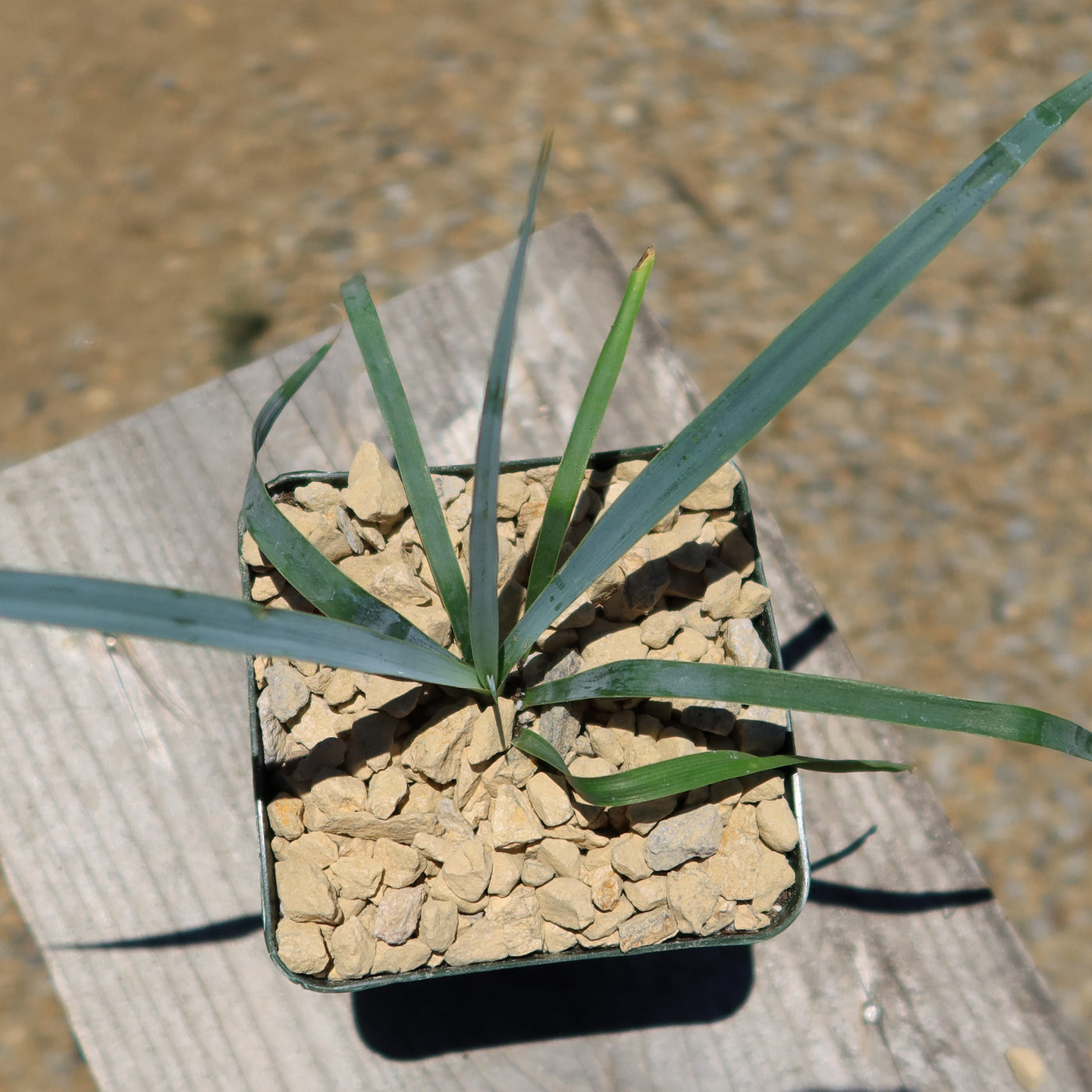 Blue Yucca – Yucca rigida