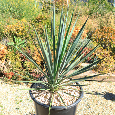 Yucca Blue Sentry