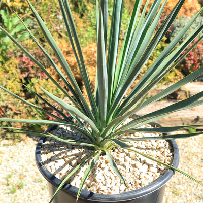 Yucca Blue Sentry